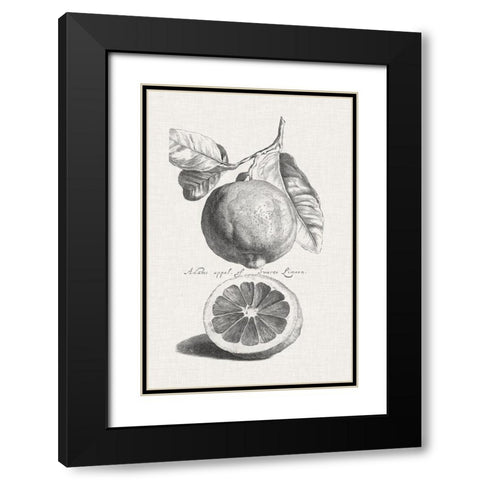 Antique Lemons and Oranges IV Black Modern Wood Framed Art Print with Double Matting by Unknown