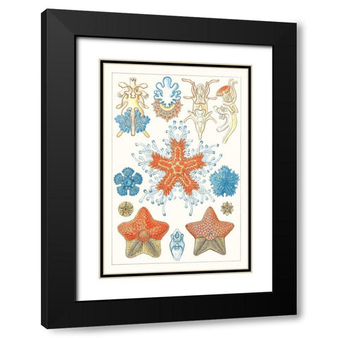 Sealife Species I Black Modern Wood Framed Art Print with Double Matting by Vision Studio