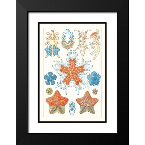 Sealife Species I Black Modern Wood Framed Art Print with Double Matting by Vision Studio
