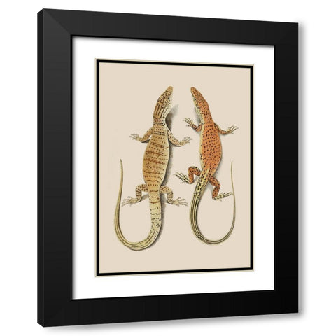 Antique Lizards I Black Modern Wood Framed Art Print with Double Matting by Unknown