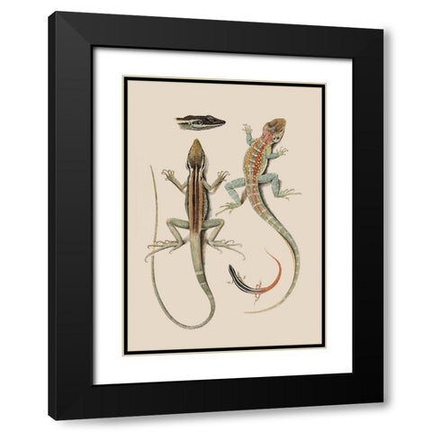 Antique Lizards II Black Modern Wood Framed Art Print with Double Matting by Unknown