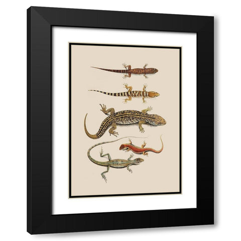 Antique Lizards III Black Modern Wood Framed Art Print with Double Matting by Unknown