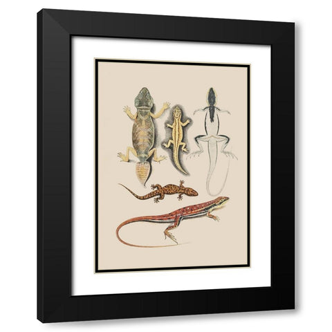 Antique Lizards IV Black Modern Wood Framed Art Print with Double Matting by Unknown
