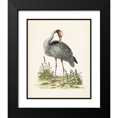 Antique Heron and Cranes I Black Modern Wood Framed Art Print with Double Matting by Edwards, George