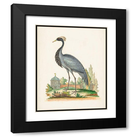Antique Heron and Cranes II Black Modern Wood Framed Art Print with Double Matting by Edwards, George