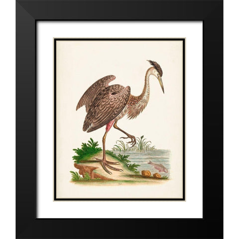 Antique Heron and Cranes III Black Modern Wood Framed Art Print with Double Matting by Edwards, George