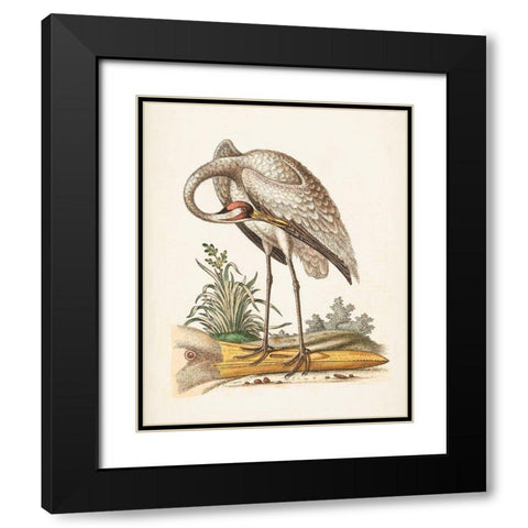 Antique Heron and Cranes IV Black Modern Wood Framed Art Print with Double Matting by Edwards, George