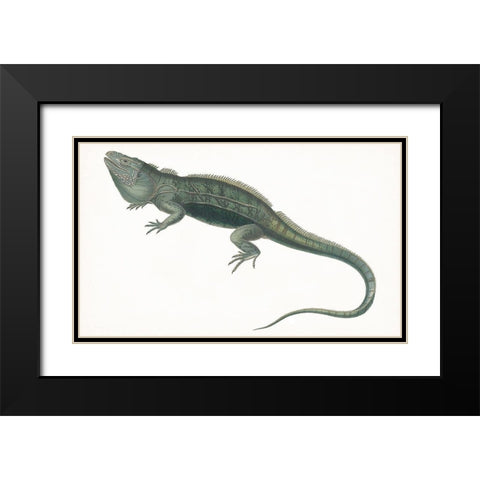Antique Iguana Black Modern Wood Framed Art Print with Double Matting by Unknown