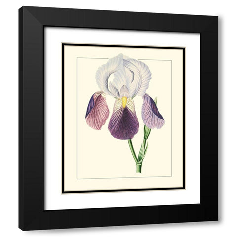 Purple Irises I Black Modern Wood Framed Art Print with Double Matting by Unknown