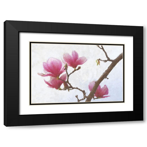 Painted Magnolias I Black Modern Wood Framed Art Print with Double Matting by Vest, Chris