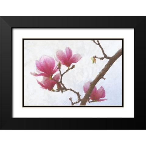 Painted Magnolias I Black Modern Wood Framed Art Print with Double Matting by Vest, Chris