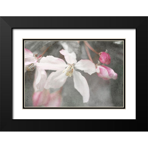 Gray Velvet II Black Modern Wood Framed Art Print with Double Matting by Stalus, Judy
