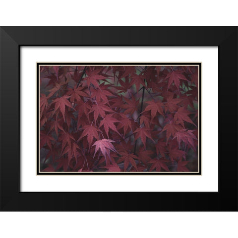 Natures Textures V Black Modern Wood Framed Art Print with Double Matting by Stramel, Renee W.