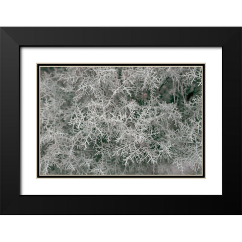 Natures Textures VI Black Modern Wood Framed Art Print with Double Matting by Stramel, Renee W.