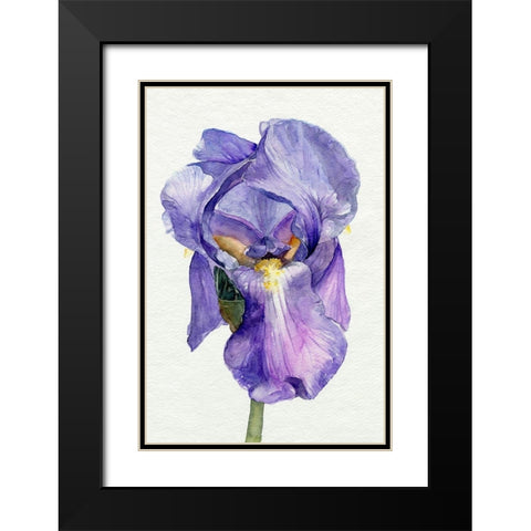 Iris in Bloom II Black Modern Wood Framed Art Print with Double Matting by Parker, Jennifer Paxton