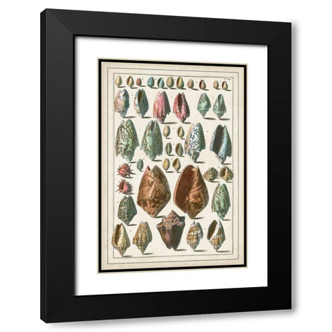 Grand Seba Shells I Black Modern Wood Framed Art Print with Double Matting by Seba, Albertus