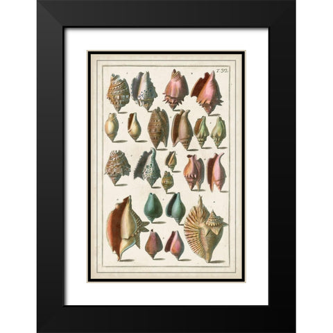 Grand Seba Shells III Black Modern Wood Framed Art Print with Double Matting by Seba, Albertus
