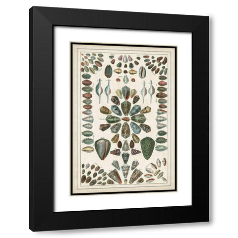Grand Seba Shells IV Black Modern Wood Framed Art Print with Double Matting by Seba, Albertus