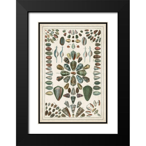 Grand Seba Shells IV Black Modern Wood Framed Art Print with Double Matting by Seba, Albertus