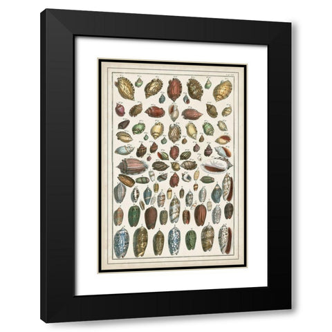 Grand Seba Shells VI Black Modern Wood Framed Art Print with Double Matting by Seba, Albertus
