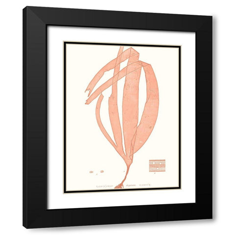 Vivid Coral Seaweed I Black Modern Wood Framed Art Print with Double Matting by Vision Studio