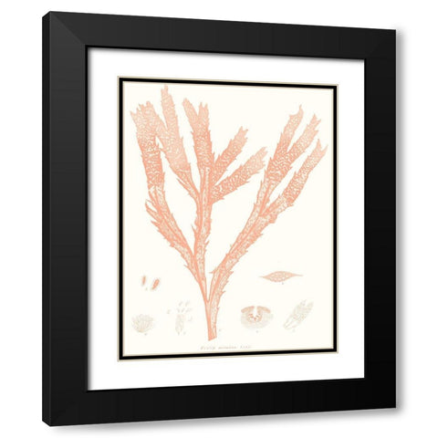 Vivid Coral Seaweed II Black Modern Wood Framed Art Print with Double Matting by Vision Studio