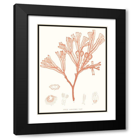 Vivid Coral Seaweed III Black Modern Wood Framed Art Print with Double Matting by Vision Studio