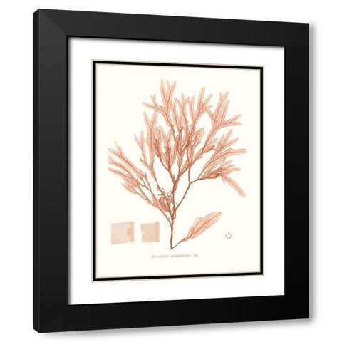 Vivid Coral Seaweed V Black Modern Wood Framed Art Print with Double Matting by Vision Studio