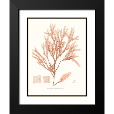 Vivid Coral Seaweed V Black Modern Wood Framed Art Print with Double Matting by Vision Studio