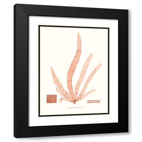 Vivid Coral Seaweed VI Black Modern Wood Framed Art Print with Double Matting by Vision Studio