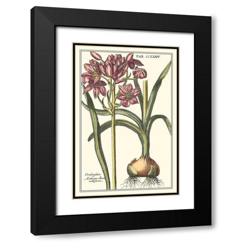 Botanical Beauty I Black Modern Wood Framed Art Print with Double Matting by Vision Studio