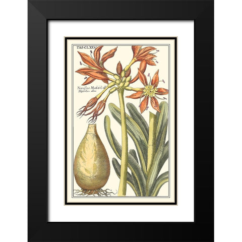 Botanical Beauty III Black Modern Wood Framed Art Print with Double Matting by Vision Studio