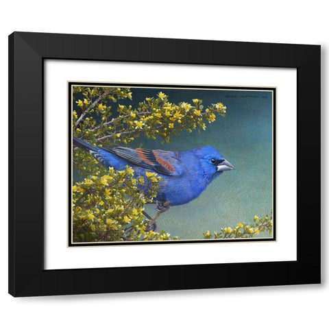 Blue Grosbeak Black Modern Wood Framed Art Print with Double Matting by Vest, Chris