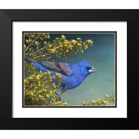 Blue Grosbeak Black Modern Wood Framed Art Print with Double Matting by Vest, Chris