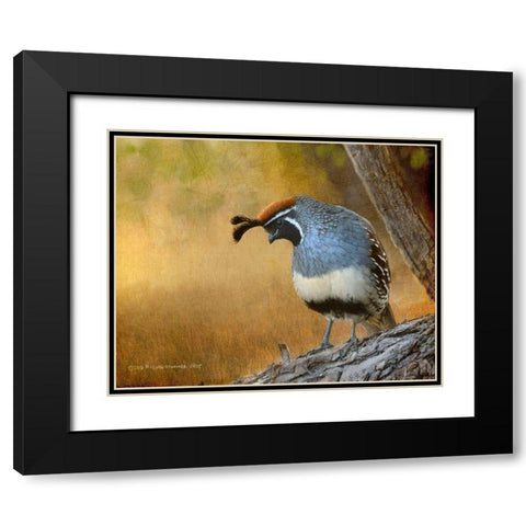 Male Quail Black Modern Wood Framed Art Print with Double Matting by Vest, Chris