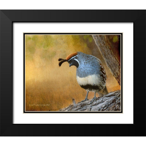 Male Quail Black Modern Wood Framed Art Print with Double Matting by Vest, Chris