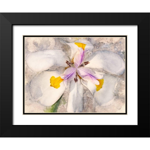 Playful Petals II Black Modern Wood Framed Art Print with Double Matting by Robertson, Leda