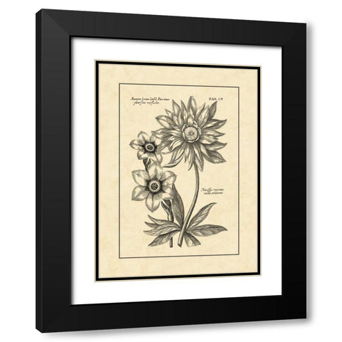 Vintage Besler I Black Modern Wood Framed Art Print with Double Matting by Besler, Basilius