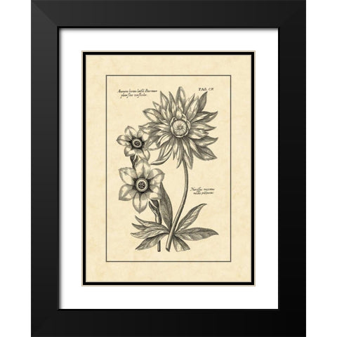 Vintage Besler I Black Modern Wood Framed Art Print with Double Matting by Besler, Basilius