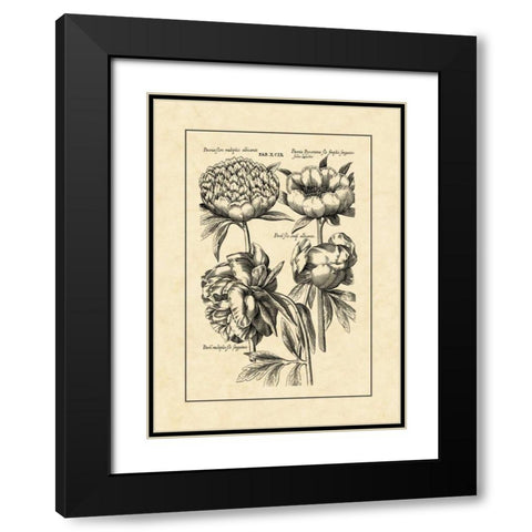 Vintage Besler II Black Modern Wood Framed Art Print with Double Matting by Besler, Basilius