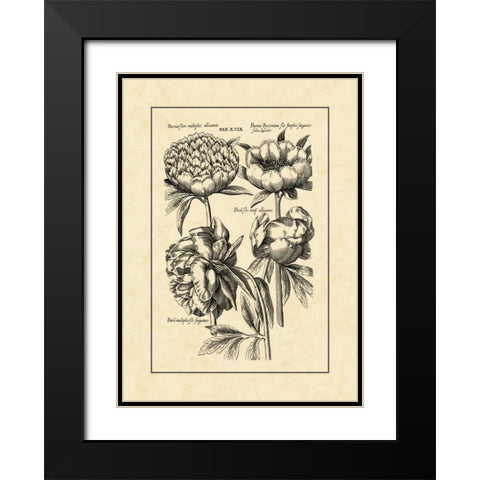 Vintage Besler II Black Modern Wood Framed Art Print with Double Matting by Besler, Basilius