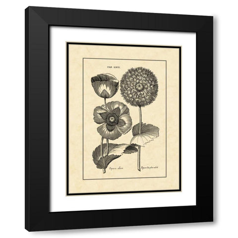 Vintage Besler III Black Modern Wood Framed Art Print with Double Matting by Besler, Basilius