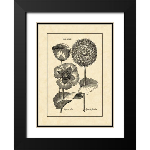 Vintage Besler III Black Modern Wood Framed Art Print with Double Matting by Besler, Basilius