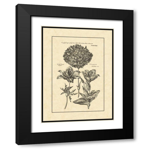 Vintage Besler IV Black Modern Wood Framed Art Print with Double Matting by Besler, Basilius