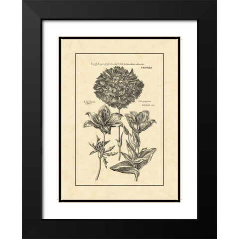 Vintage Besler IV Black Modern Wood Framed Art Print with Double Matting by Besler, Basilius