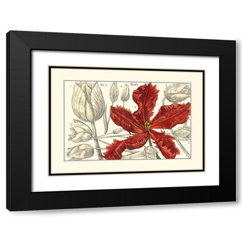 Embellished Arena Botanical III Black Modern Wood Framed Art Print with Double Matting by Arena