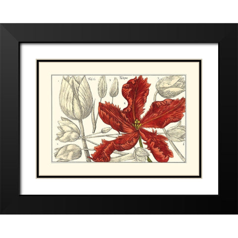 Embellished Arena Botanical III Black Modern Wood Framed Art Print with Double Matting by Arena