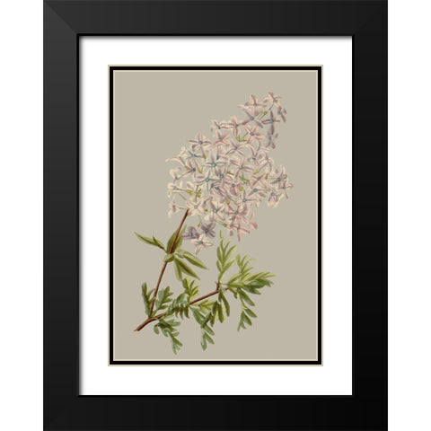 Botanical Array II Black Modern Wood Framed Art Print with Double Matting by Vision Studio