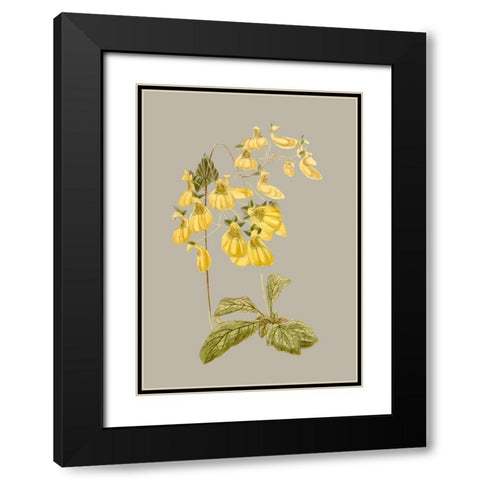 Botanical Array III Black Modern Wood Framed Art Print with Double Matting by Vision Studio