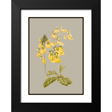 Botanical Array III Black Modern Wood Framed Art Print with Double Matting by Vision Studio